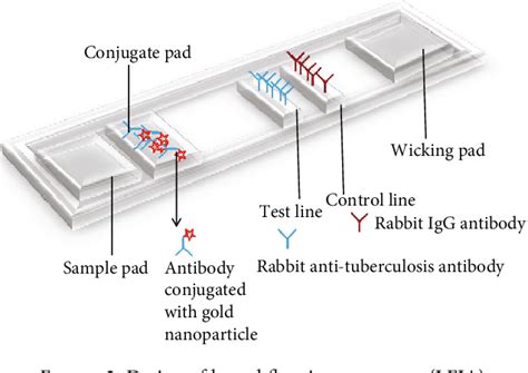 Figure 2 From Lateral Flow Immunoassay For Naked Eye Detection Of