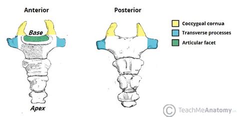 The Coccyx - Structure - Attachments - TeachMeAnatomy