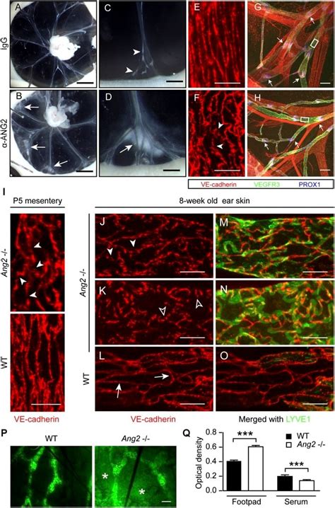 Cd Ve Cadherin Antibody