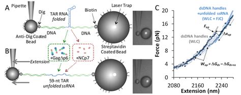 Single molecule assay observes hairpin opening and folding. (A) Single ... 