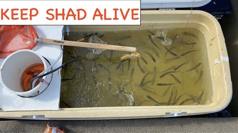 Diy Filtered Aerated And Circulated Shad Bait Tank Build Keep Shad