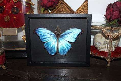 Butterfly Display Frame Morpho Didius Genuine Giant Morpho Cabinet