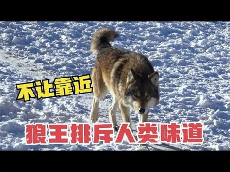 1091 为啥狼越大越不亲近人狼王排斥人类气味擦脚示威不让靠近 YouTube