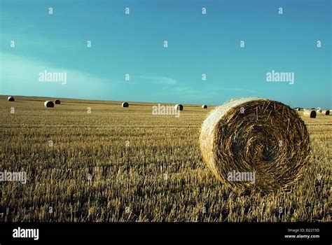 Field After The Harvest With Straw Rolls Stock Photo Alamy