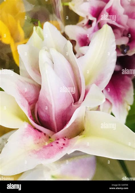 Pink asiatic lily along with buds In basket, Lilium Marco Polo stigma style stamens filaments ...