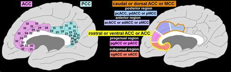 Anterior Cingulate Cortex