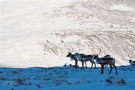 Shaded Caribou Chandalar Shelf Brooks Range Alaska Carl Johnson