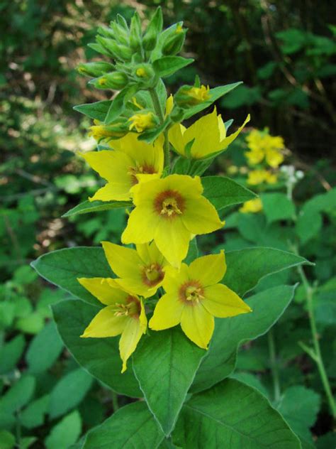 Kleines Artenportrait Mit Text Und Fotos Von Lysimachia Punctata