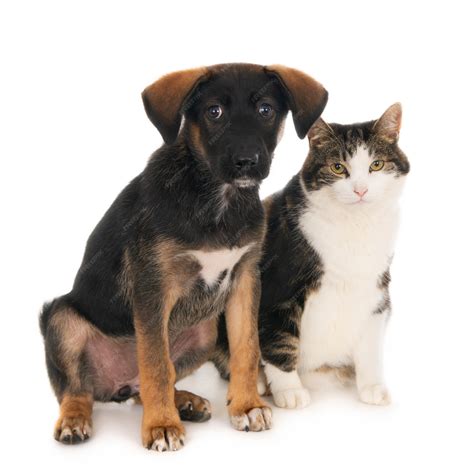 Premium Photo | Crossbreed puppy dog sitting side by side with cat