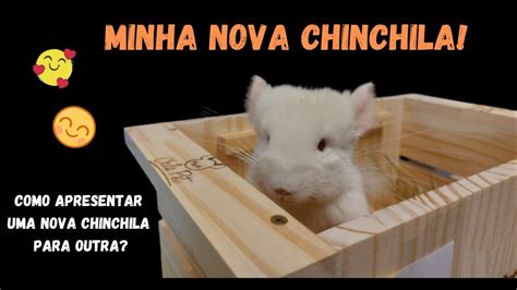 Como Introduzir Uma Nova Chinchila Para Outra Youtube