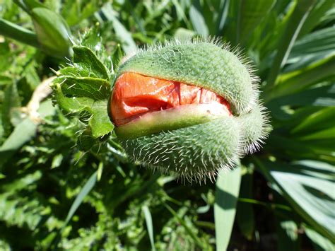 Fotos Gratis Rbol Fruta Hoja Flor Verano Comida Primavera