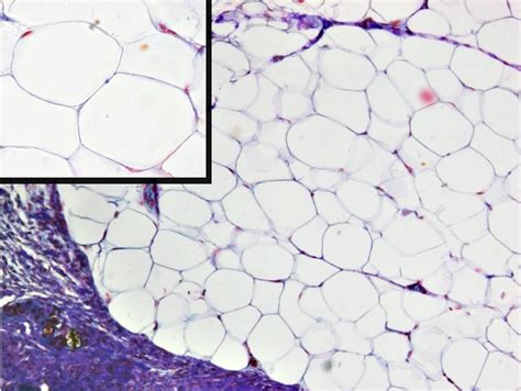 Tejidos animales Adiposo blanco Atlas de Histología Vegetal y Animal