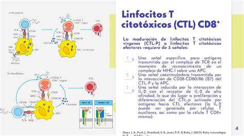 Funciones Efectoras Y Memoria Linfocitos T YouTube