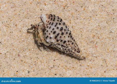 Living Sea Shells Stock Photo Image Of Nicobar Awesome 90822412