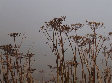 Mist In De Bergen Garden Plants