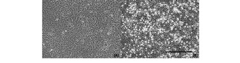 The Cytopathic Effect Of LMBV Isolated From Largemouth Bass From The