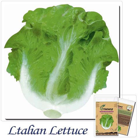 Vegetable Seeds 50 Italian Lettuce Italian Annual Resistant Bolting