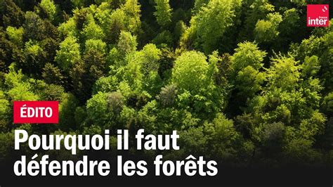 Défendre la forêt l enjeu de la certification des forêts pour le CO2