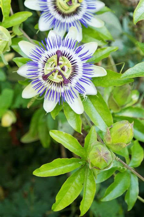 Plantas Trepadoras Con Flor En Tendencia Para Decorar Balcones Y