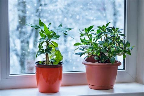 Indoor Winter Gardening How To Grow Food And Plants Indoors During