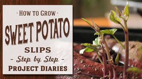 How To Grow Sweet Potato Slips A Complete Step By Step Guide Youtube