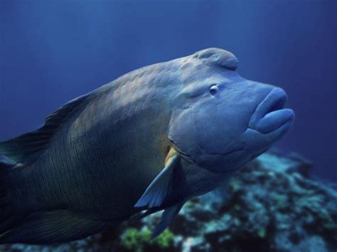 Humphead wrasse - Alchetron, The Free Social Encyclopedia