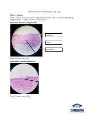 Homework Copy Pdf Introduction To Histology The Skin Observations