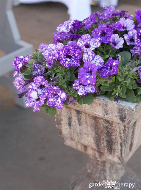 Modern Petunia Varieties: No Longer Just the Pinkest Pink Flower ...