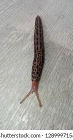 Naked Snail Nature Stock Photo 1289997154 Shutterstock