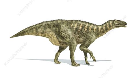 Iguanodon Dinosaur Artwork Stock Image F0090598 Science Photo