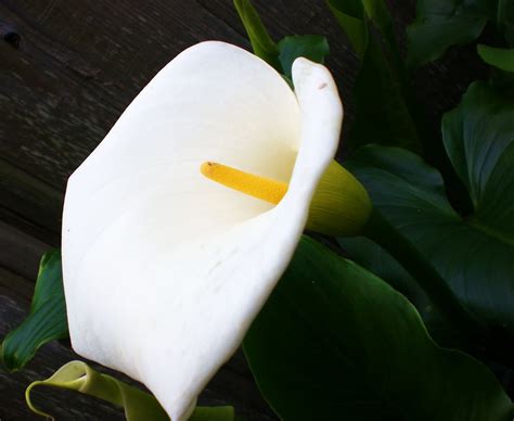 Moonrose Meanderings By Elizabeth Munroz Calla Lilies In My Garden