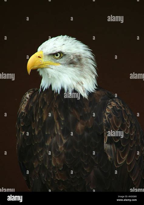 American Bald Eagle Stock Photo Alamy