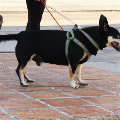 Cómo controlar la agresividad en perros consejos de adiestramiento