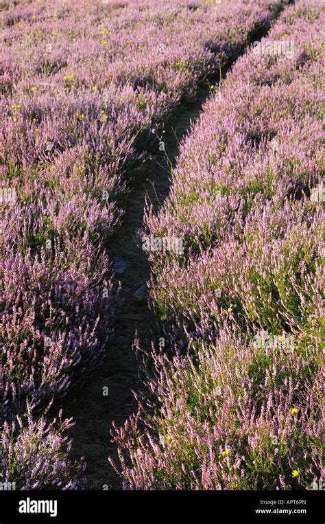 Heather Plant Hi Res Stock Photography And Images Alamy