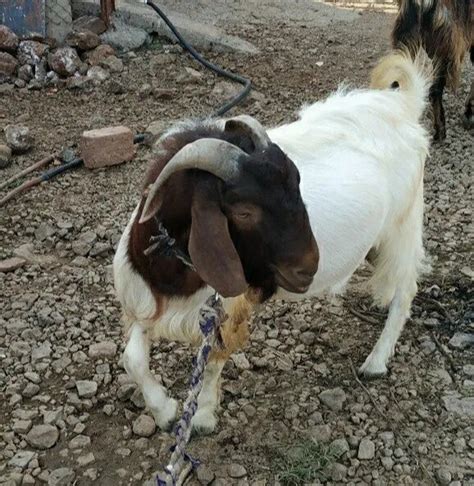 African Boar White Boer Goats 10 Years 25 70 Kg At Rs 1000kg In Mumbai