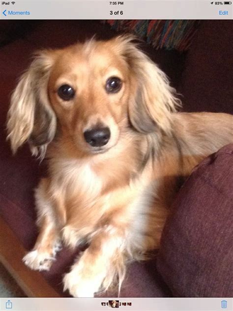 Aja Our Beautiful Long Haire English Cream Doxie Dachshund Puppies