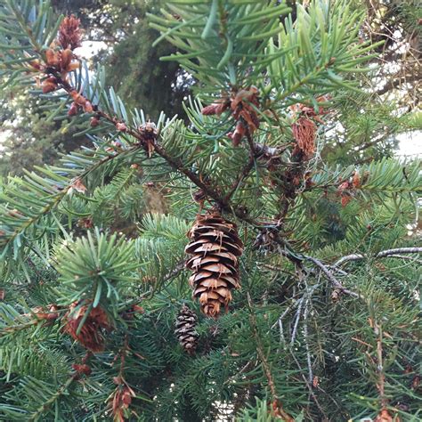 Pacific Northwest Native The Legend Of The Douglas Fir Mountain