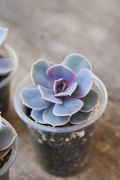 Variety Of Potted Succulents Plant Graptoveria Titubans Rustic Wooden