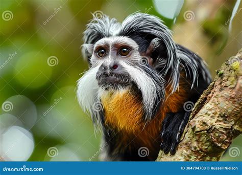 Emperor Tamarin Amazon Rainforest Stock Illustration Illustration