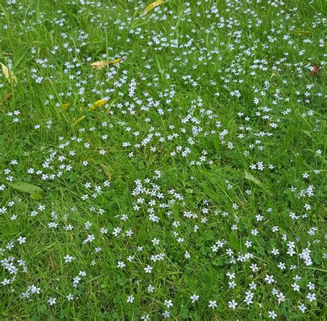 Pratia Pedunculata Alba Farmyard Nurseries