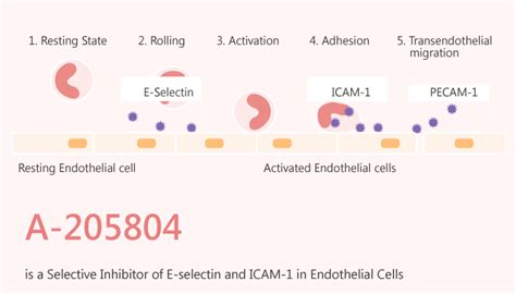 A Is A Selective Inhibitor Of E Selectin And Icam Immune