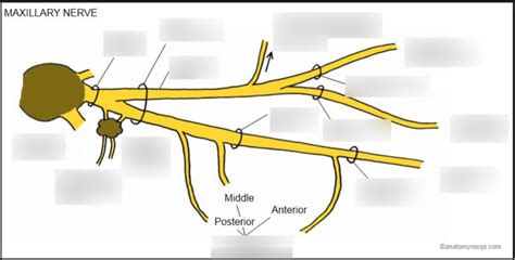 Maxillary Nerve Pathway