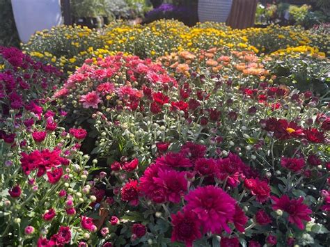 Fall's Finest: Chrysanthemum Care and Creative Uses for Autumn Magic — West Seattle Nursery