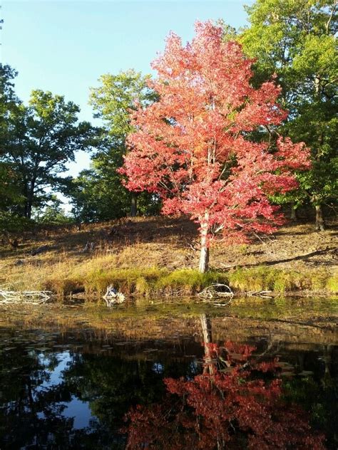 Fall trees in Michigan | Autumn trees, Country roads, Michigan