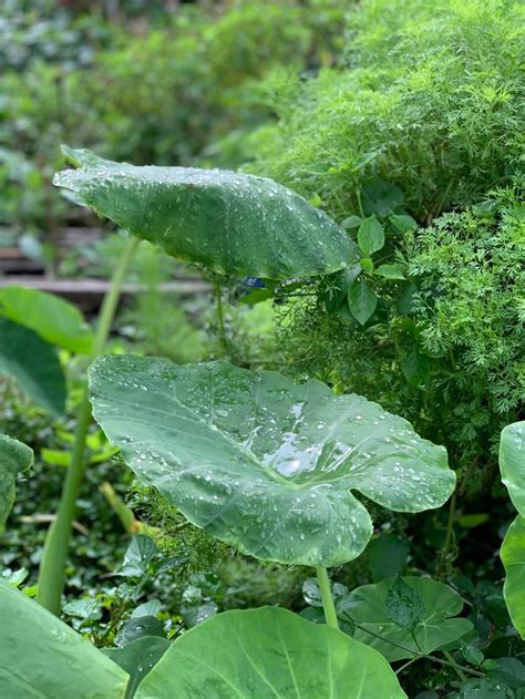 Greenlife | Plants, Herbs, Garden
