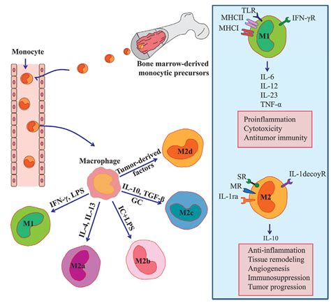 Cancers Free Full Text Tumor Associated Macrophages As Major Players In The Tumor