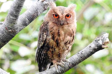 【日本のフクロウの種類】野生の生息地域・特徴や神話の意味 フクロウカフェ 東京 アキバフクロウ