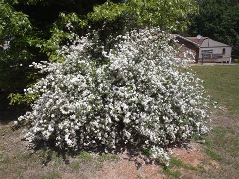 Spiraea Cantoniensis Bridal Wreath Spiraea Cape May Double White May