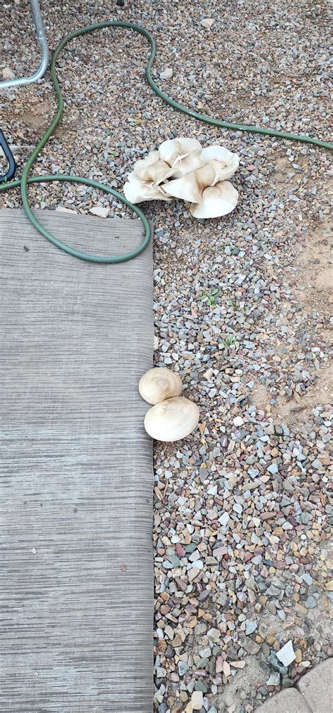 What Are These Mushrooms In The Rocks In My Back Yard In Phoenix Az