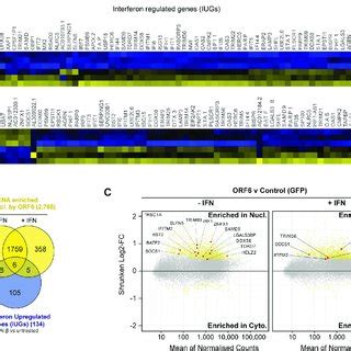 Orf Inhibits The Nuclear Export Of Cellular Mrna Hek T Cells Were